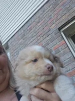 Red Merle Female, a female Toy Australian Shepherd for sale in Cherokee, AL – 2 of 8