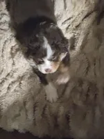 Tri Red Male, a male Miniature Australian Shepherd for sale in Cherokee, AL – Photo 2 of 3