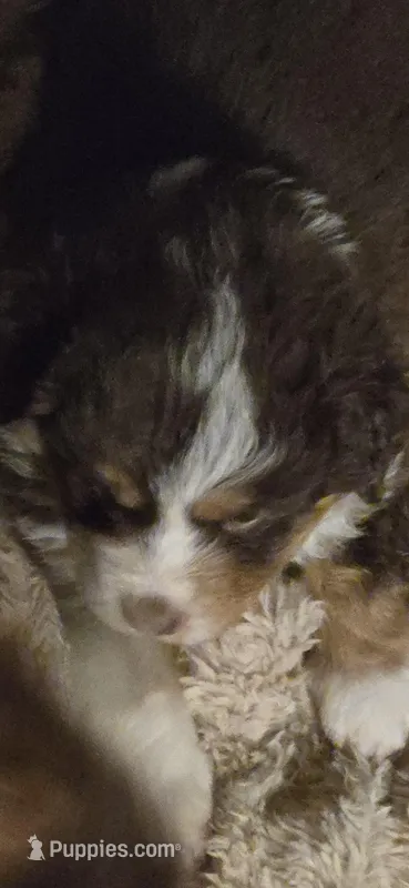 Tri Red Male – Miniature Australian Shepherd puppy for sale in Cherokee, AL