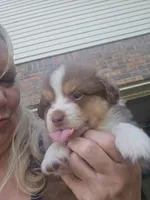 Tri red male, a male Toy Australian Shepherd for sale in Cherokee, AL – 8 of 8