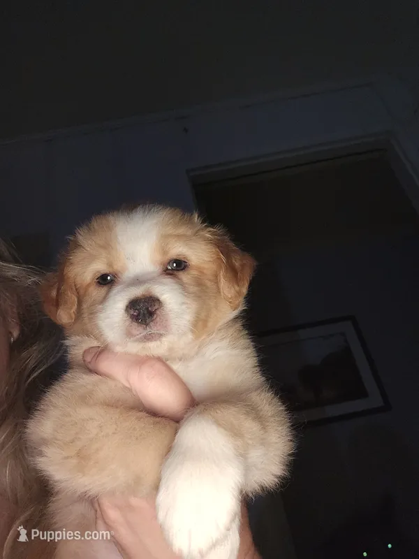 Larger blonde light tri red – Toy Australian Shepherd puppy for sale in Cherokee, AL