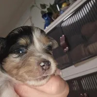 Blue Merle Female, a female Toy Australian Shepherd for sale in Cherokee, AL – Photo 7 of 10