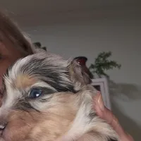 Blue Merle Female, a female Toy Australian Shepherd for sale in Cherokee, AL – Photo 4 of 10