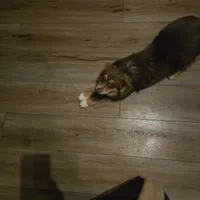 Blue Merle Female, a female Toy Australian Shepherd for sale in Cherokee, AL – Photo 9 of 10