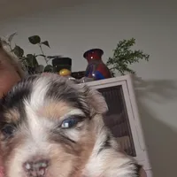 Blue Merle Female, a female Toy Australian Shepherd for sale in Cherokee, AL – Photo 10 of 10