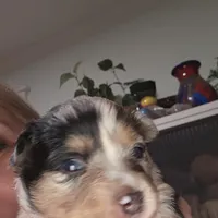 Blue Merle Female, a female Toy Australian Shepherd for sale in Cherokee, AL – Photo 2 of 10