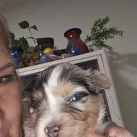 Blue Merle Female, a female Toy Australian Shepherd for sale in Cherokee, AL – Photo 3 of 10