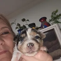 Blue Merle Female, a female Toy Australian Shepherd for sale in Cherokee, AL – Photo 1 of 10