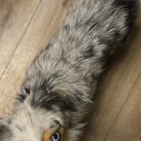 Blue Merle Female, a female Toy Australian Shepherd for sale in Cherokee, AL – Photo 5 of 10