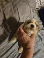 Blue Merle male, a male Toy Australian Shepherd for sale in Cherokee, AL – Photo 4 of 8