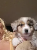 Blue Merle male, a male Toy Australian Shepherd for sale in Cherokee, AL – Photo 3 of 8