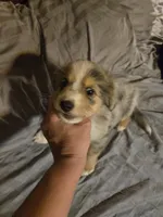 Blue Merle male, a male Toy Australian Shepherd for sale in Cherokee, AL – Photo 7 of 8