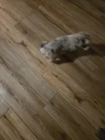 Blue Merle male, a male Toy Australian Shepherd for sale in Cherokee, AL – Photo 8 of 8