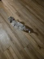 Blue Merle male, a male Toy Australian Shepherd for sale in Cherokee, AL – Photo 6 of 8