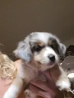 Blue Merle male, a male Toy Australian Shepherd for sale in Cherokee, AL – Photo 5 of 8