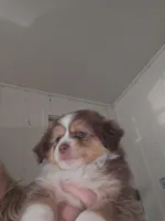 Tri Red Female, a female Miniature Australian Shepherd for sale in Cherokee, AL – Photo 2 of 7