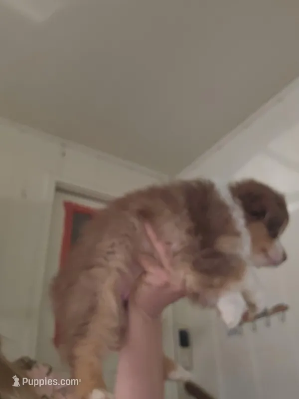 Tri Red Female – Miniature Australian Shepherd puppy for sale in Cherokee, AL