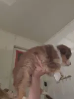 Tri Red Female, a female Miniature Australian Shepherd for sale in Cherokee, AL – Photo 1 of 7