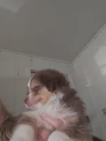 Tri Red Female, a female Miniature Australian Shepherd for sale in Cherokee, AL – Photo 3 of 7