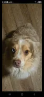 Tri Red Female, a female Miniature Australian Shepherd for sale in Cherokee, AL – Photo 5 of 7