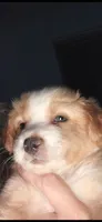 Larger blonde light tri red, a male Toy Australian Shepherd for sale in Cherokee, AL – 6 of 8