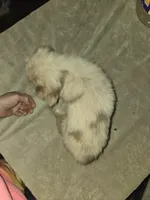 Red merle female, a female Toy Australian Shepherd for sale in Cherokee, AL – Photo 9 of 10