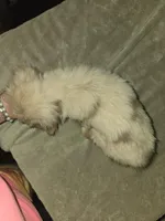 Red merle female, a female Toy Australian Shepherd for sale in Cherokee, AL – Photo 10 of 10