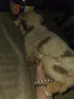 Red merle female, a female Toy Australian Shepherd for sale in Cherokee, AL – Photo 7 of 10