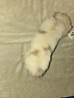 Red merle female, a female Toy Australian Shepherd for sale in Cherokee, AL – Photo 8 of 10