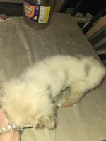 Red merle female, a female Toy Australian Shepherd for sale in Cherokee, AL – Photo 2 of 10