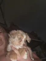 Red merle female, a female Toy Australian Shepherd for sale in Cherokee, AL – Photo 4 of 10