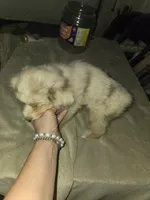 Red merle female, a female Toy Australian Shepherd for sale in Cherokee, AL – Photo 3 of 10