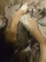 processed/3563f00a-0def-4d3b-83f2-a6a0ca95bfb0/listing/4cf15cca-f401-486c-a105-2036dd5f7dd8/7233b172-e216-4cdd-a287-60c0a20b3e83