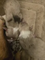 processed/3563f00a-0def-4d3b-83f2-a6a0ca95bfb0/listing/4cf15cca-f401-486c-a105-2036dd5f7dd8/876d875c-6e2f-4fb2-8e80-23819edb6a23