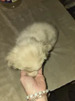 Red merle female, a female Toy Australian Shepherd for sale in Cherokee, AL – Photo 5 of 10