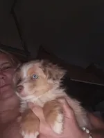 Red merle female, a female Toy Australian Shepherd for sale in Cherokee, AL – Photo 1 of 10
