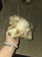 Red merle female, a female Toy Australian Shepherd for sale in Cherokee, AL – Photo 6 of 10