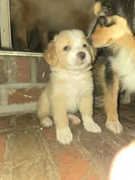 Larger blonde light tri red, a male Toy Australian Shepherd for sale in Cherokee, AL – 3 of 8