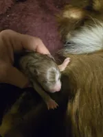 Red merle female, a female Toy Australian Shepherd for sale in Cherokee, AL – Photo 5 of 8