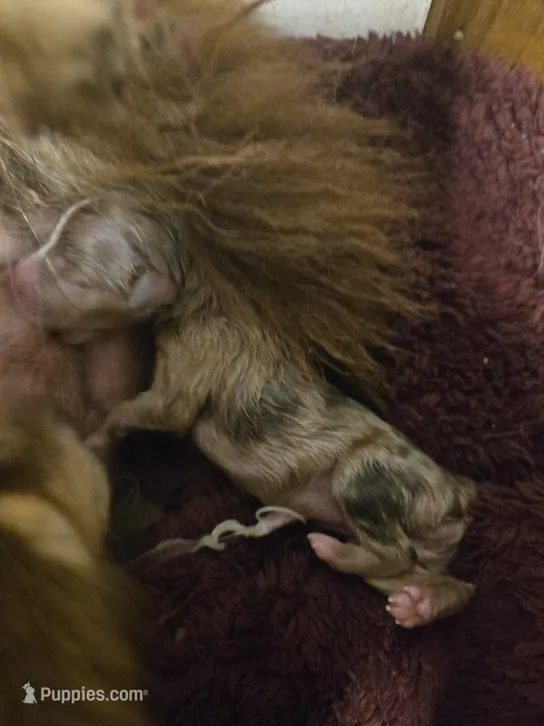 Red merle female – Toy Australian Shepherd puppy for sale in Cherokee, AL