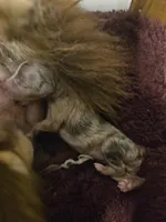 Red merle female, a female Toy Australian Shepherd for sale in Cherokee, AL – Photo 1 of 8