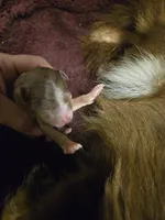 Red merle female, a female Toy Australian Shepherd for sale in Cherokee, AL – Photo 6 of 8