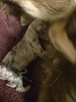 Red merle female, a female Toy Australian Shepherd for sale in Cherokee, AL – Photo 3 of 8