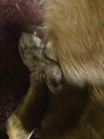 Red merle female, a female Toy Australian Shepherd for sale in Cherokee, AL – Photo 2 of 8