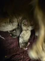 Red merle female, a female Toy Australian Shepherd for sale in Cherokee, AL – Photo 8 of 8