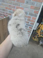 Red Merle Female, a female Toy Australian Shepherd for sale in Cherokee, AL – 8 of 8