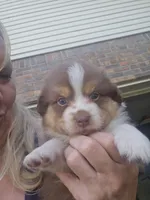 Tri red male, a male Toy Australian Shepherd for sale in Cherokee, AL – 7 of 8