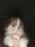 Tri red male, a male Toy Australian Shepherd for sale in Cherokee, AL – 3 of 8