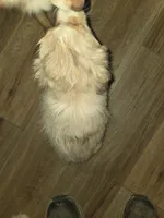 Red Merle female 2, a female Toy Australian Shepherd for sale in Cherokee, AL – Photo 8 of 10