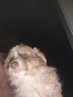 Red Merle female 2, a female Toy Australian Shepherd for sale in Cherokee, AL – Photo 3 of 10